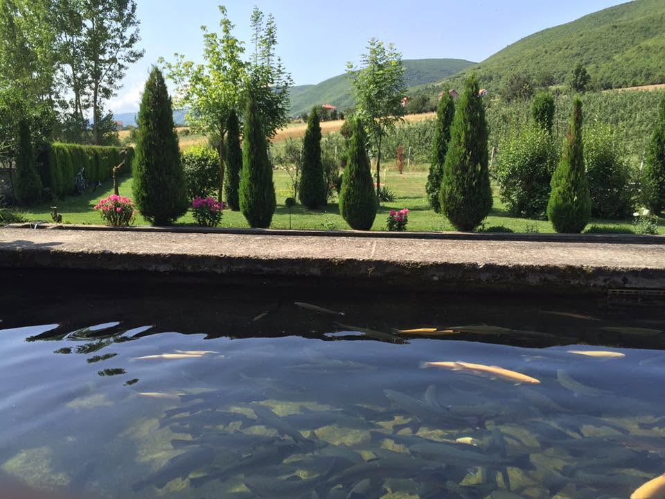 Restorant Delfini — foto 5