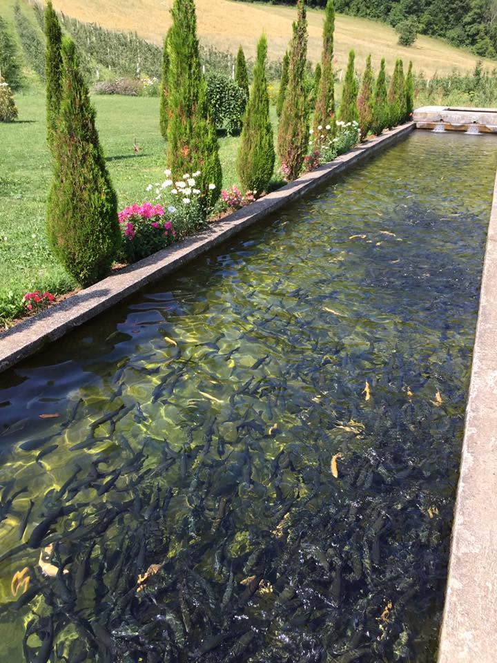 Restorant Delfini — foto 6